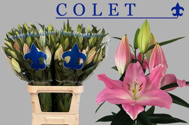 Lilium Or Colet 100cm 6/8bl