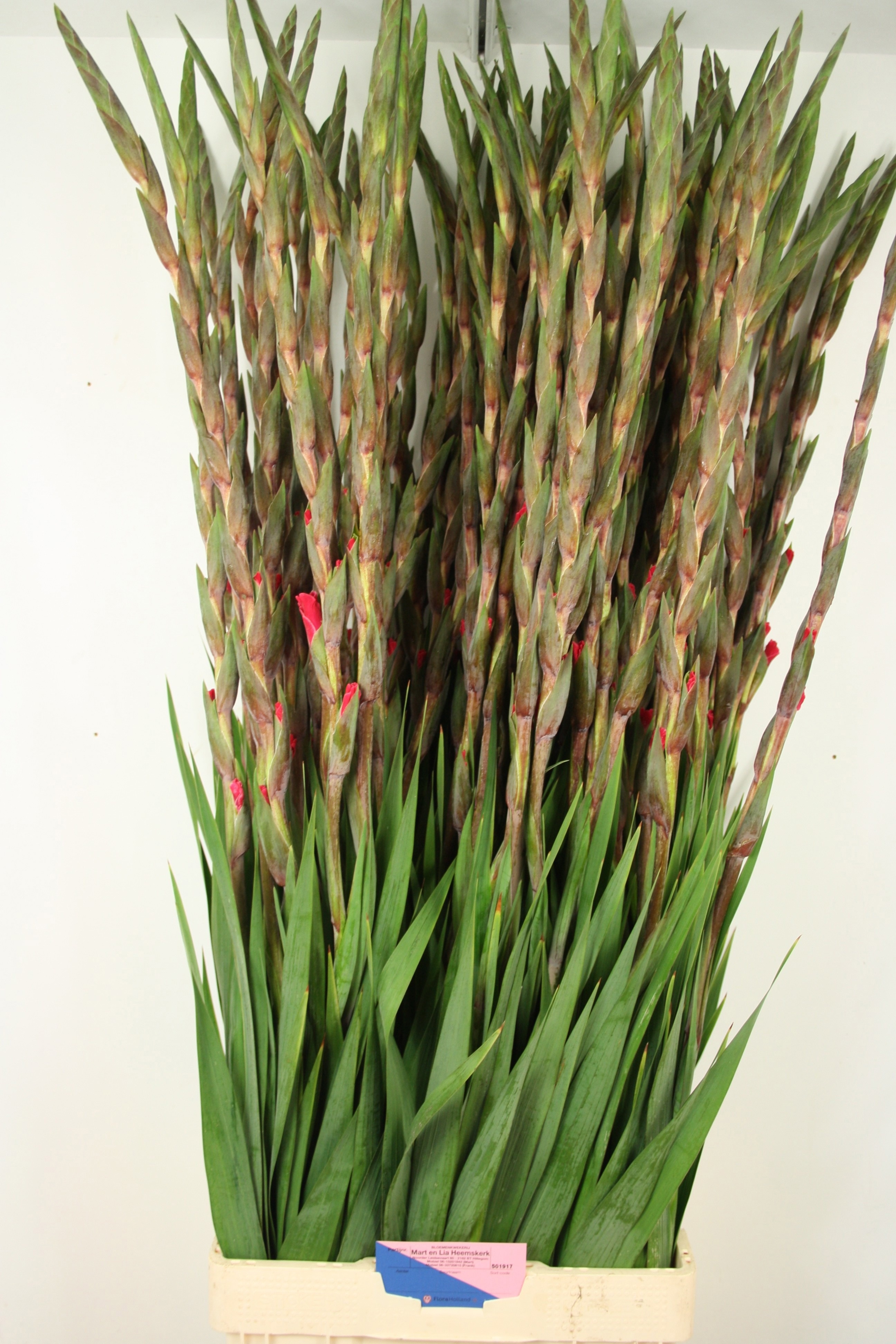 Gladiolus Fairyta Pink 130cm 180gram