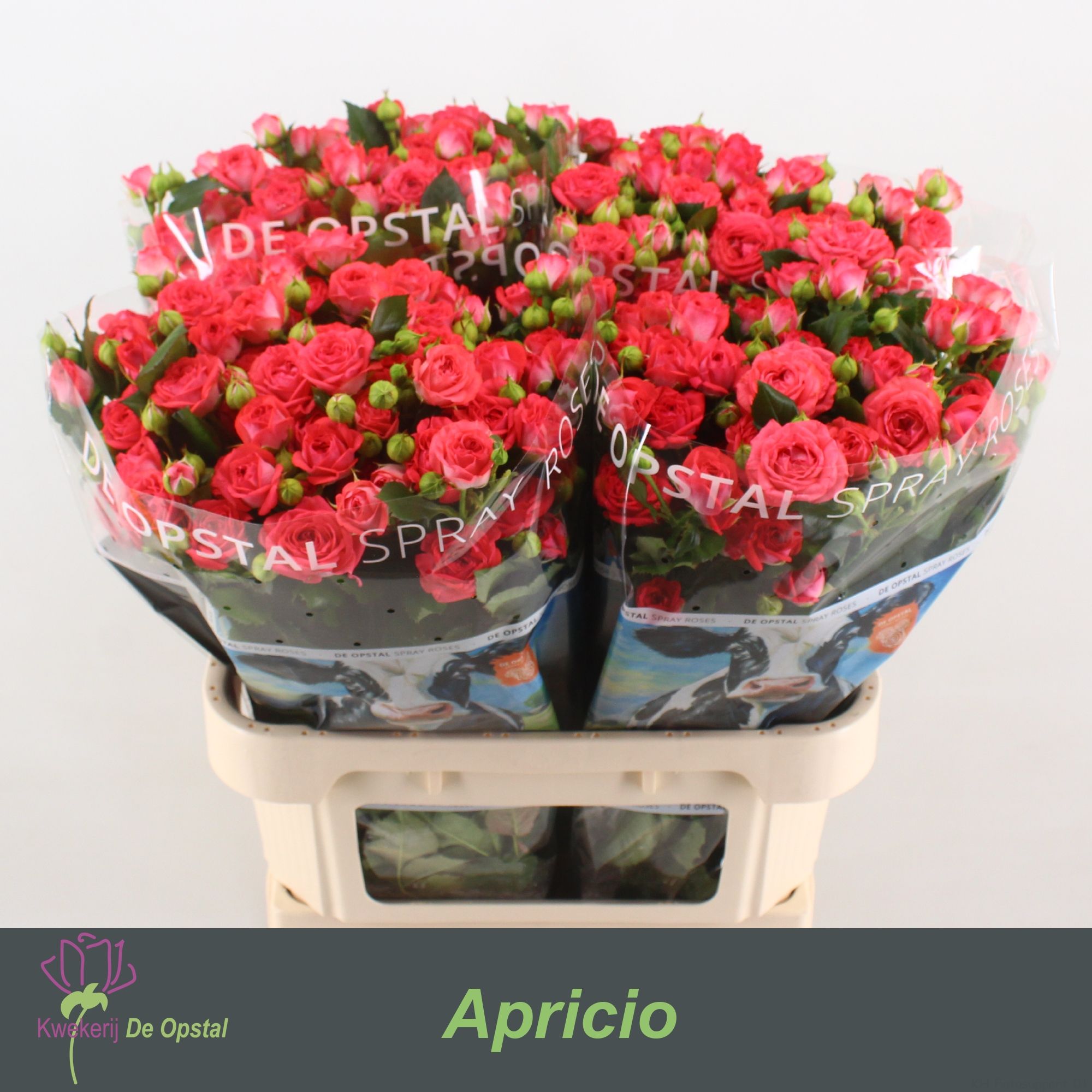 Rosa Spr Apricio 80cm