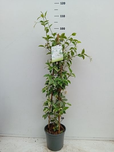 Trachelospermum jasminoides Variegata