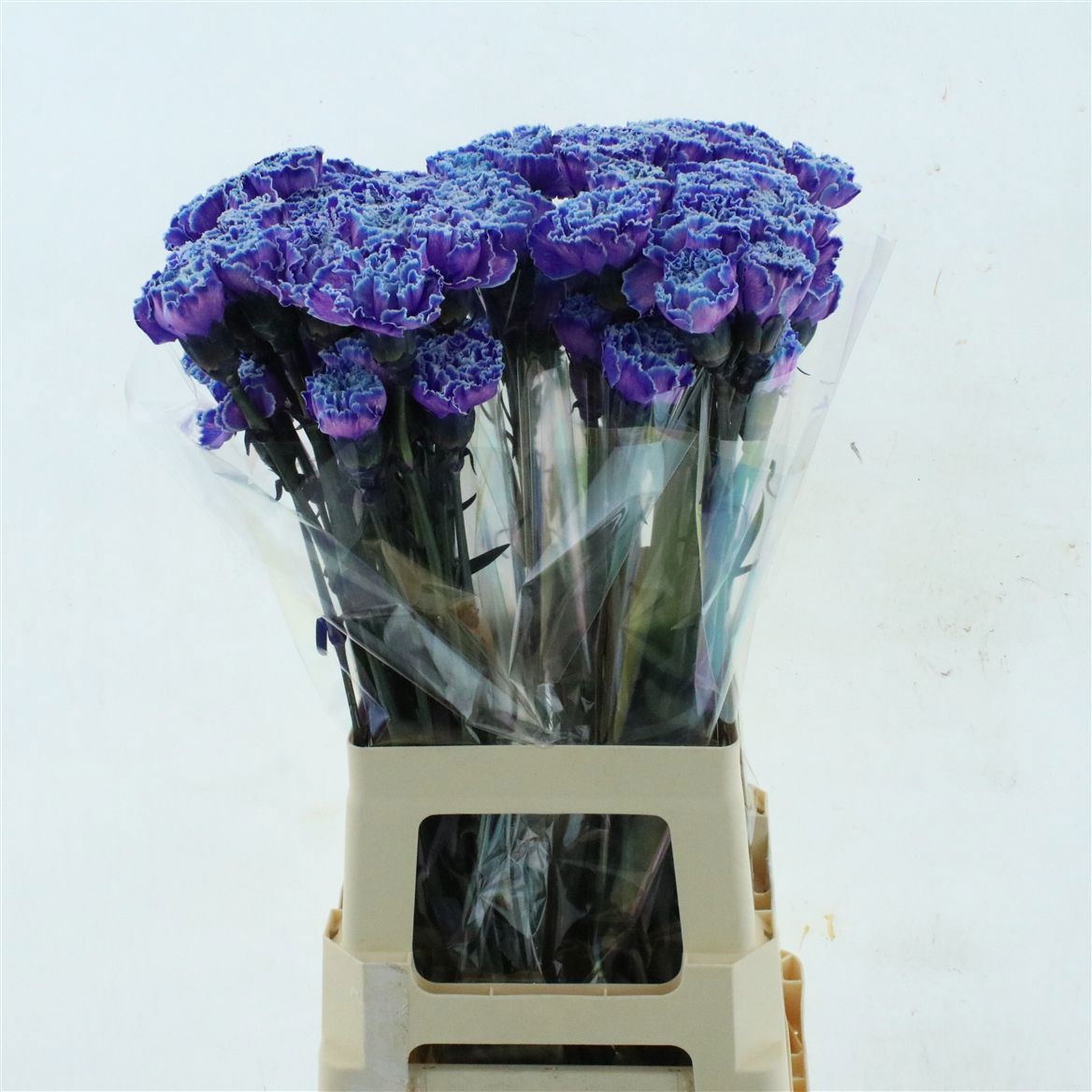 Dianthus St Painted 70cm