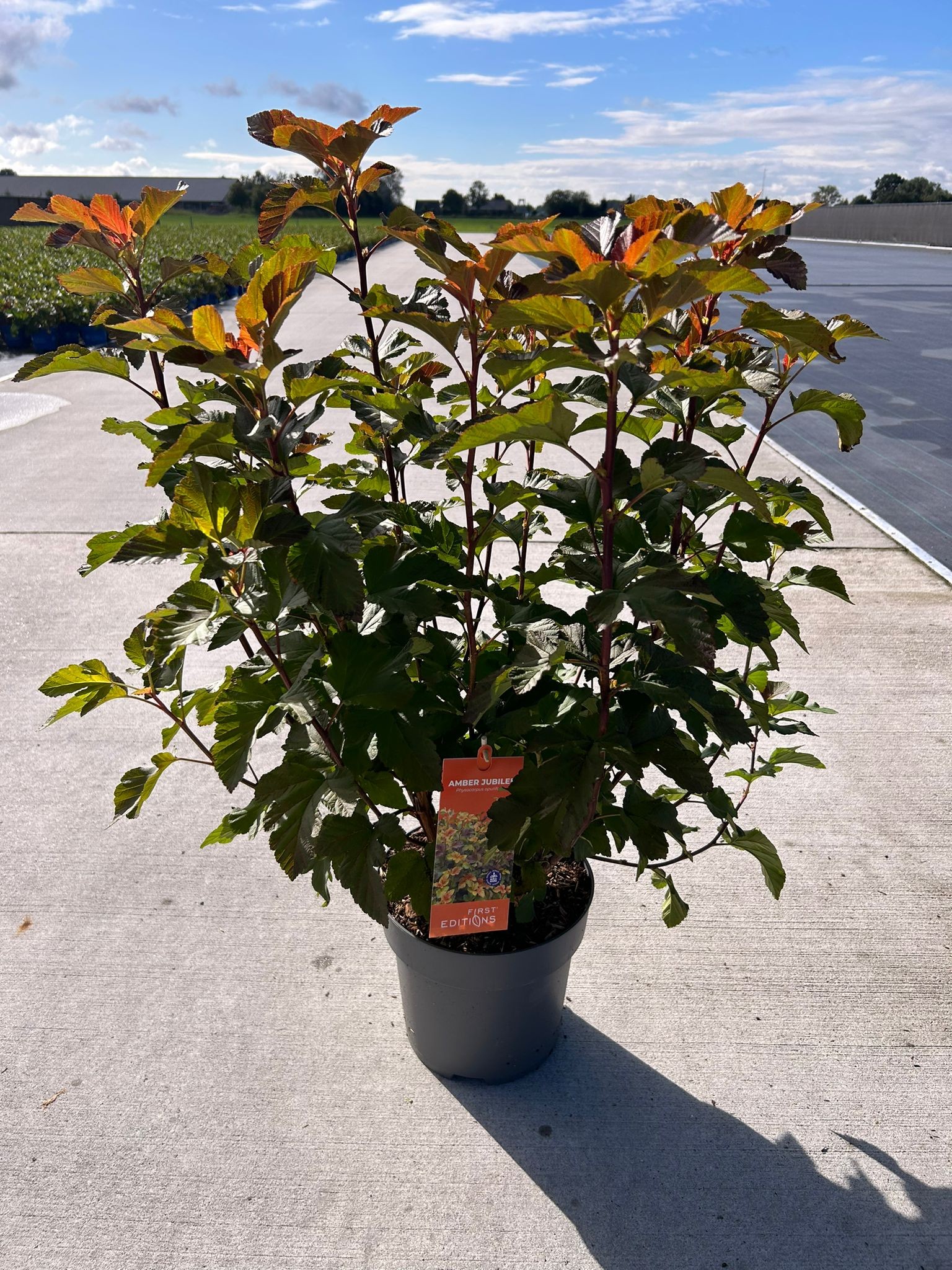 Picture of Physocarpus opu. Amber Jubilee - P27 - First Editions P27 40CM (LOOSE)