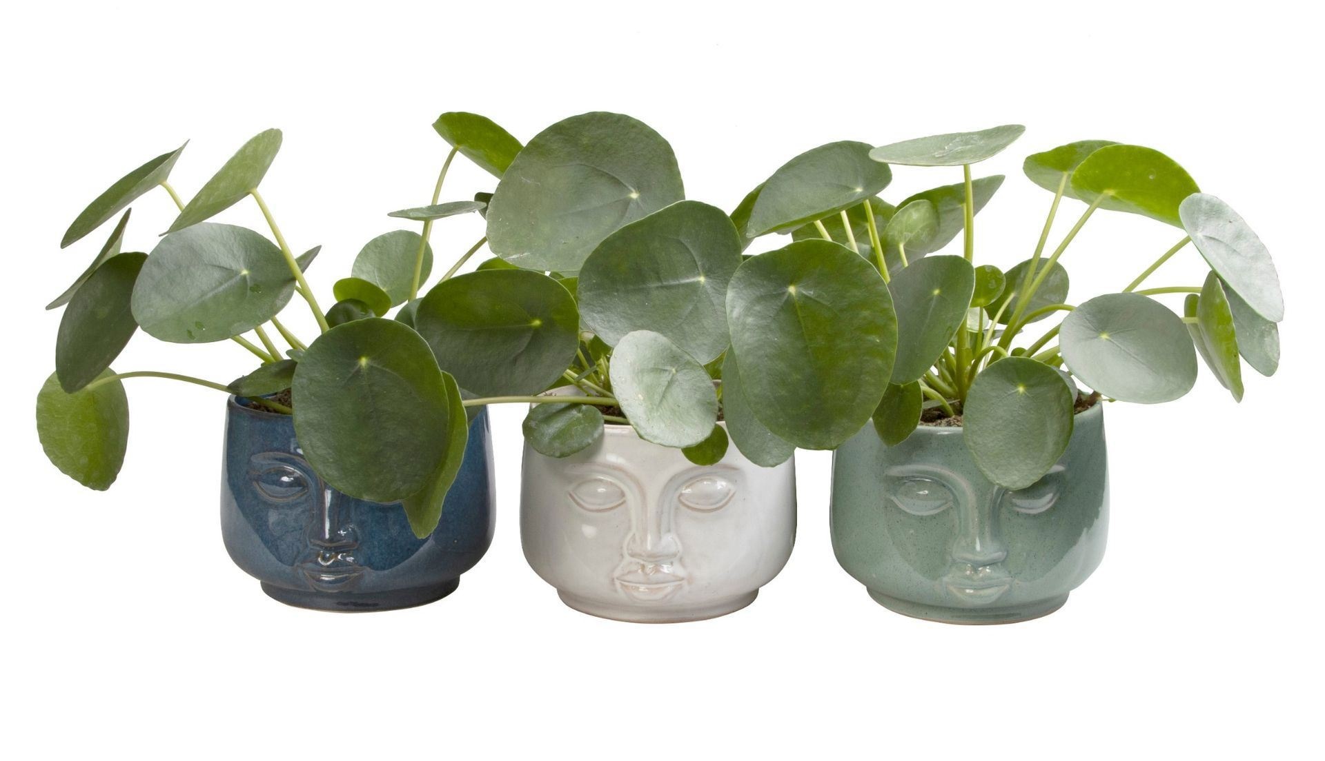 Pilea L 65614 with Pilea Peperomioides