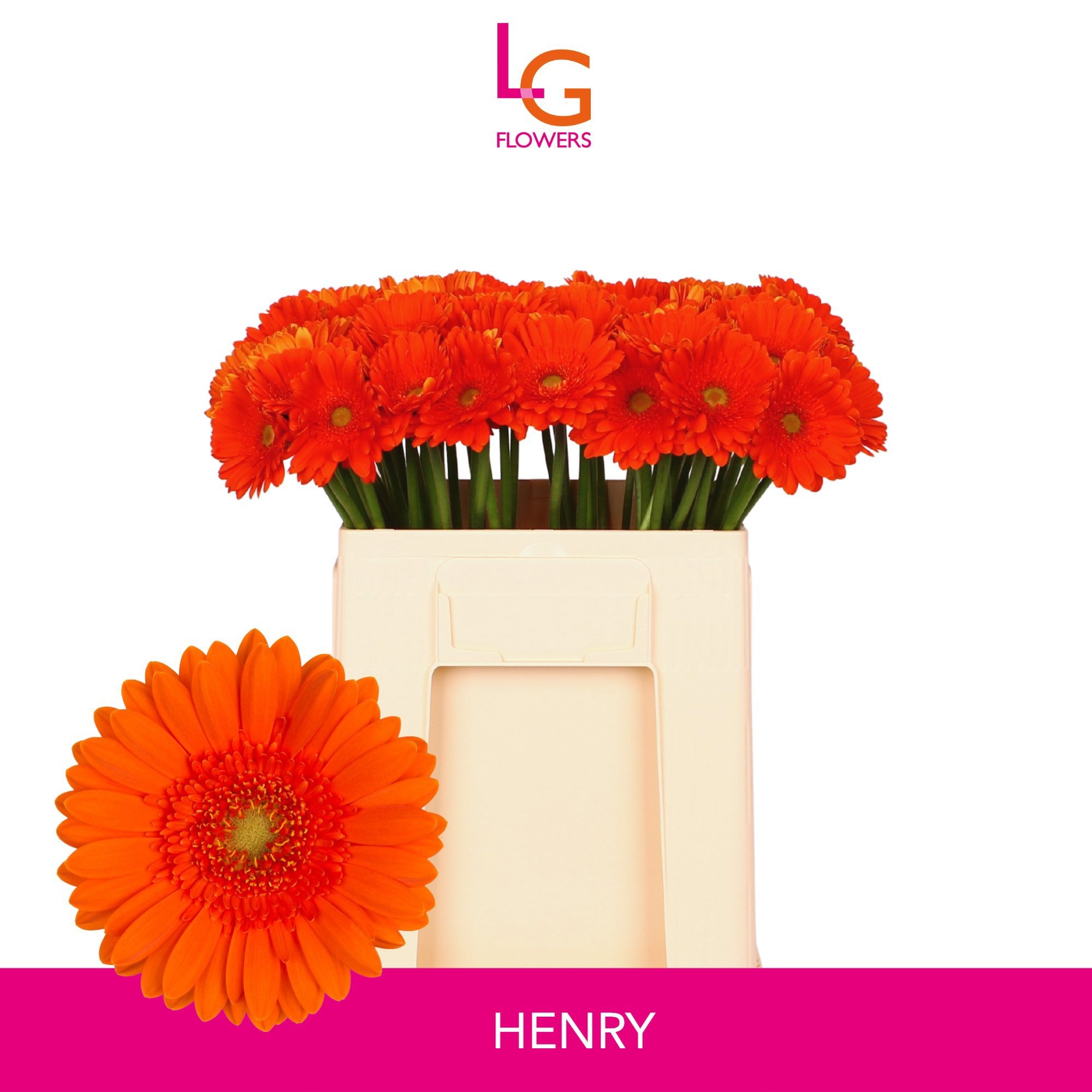 Gerbera Mini Henry
