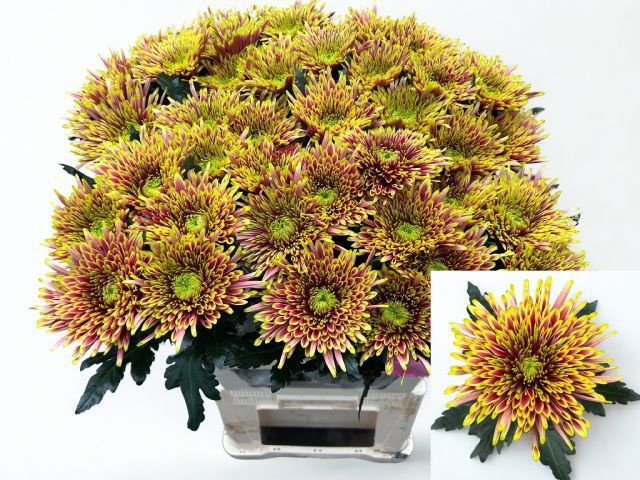 Chr G Tula Autumn 80cm 100gram