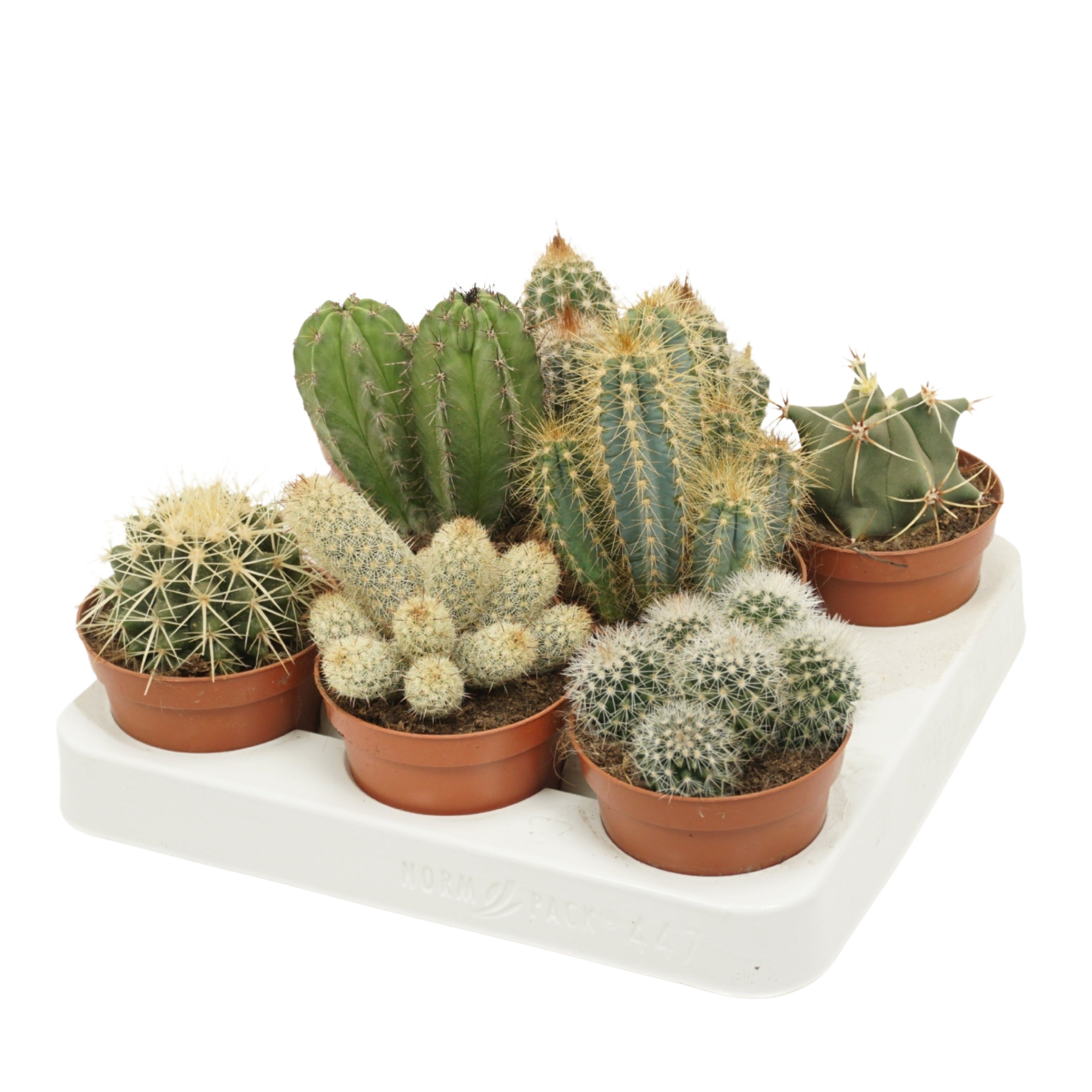 Cactus mix in 8 gaats tray