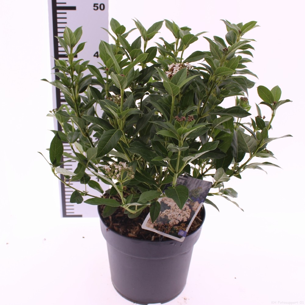 Picture of Viburnum tinus