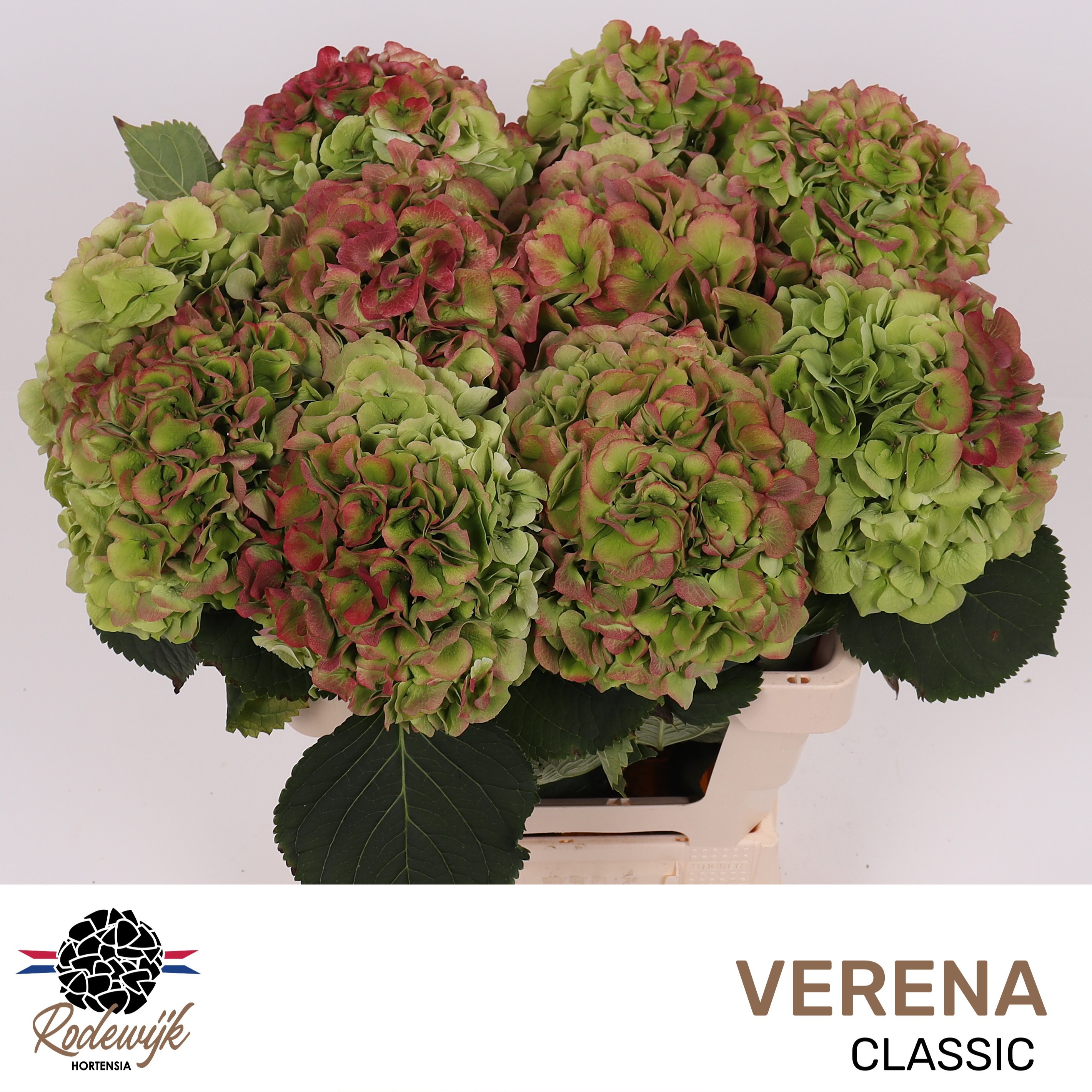 Hydrangea Verena Classic Pink 60cm 19Ø