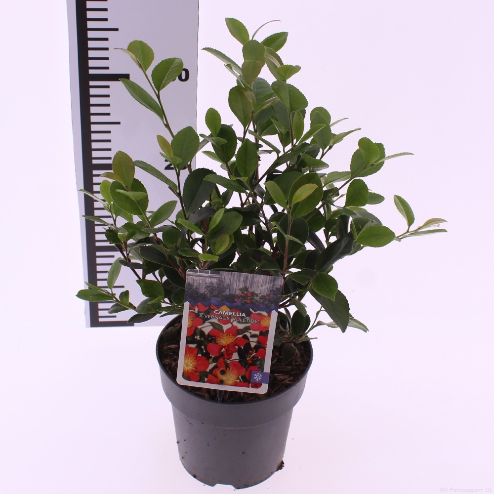 Picture of Camellia jap. 'Yuletide'