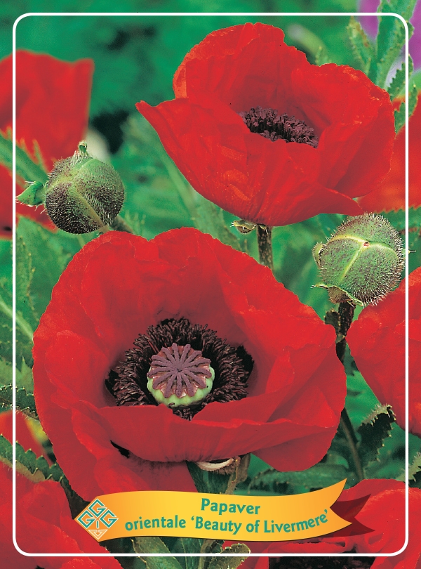 Picture of Papaver mix 6x10 srt. per shelve P11