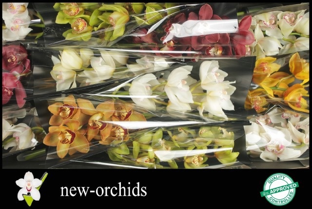 Cymbidium Asst 6bl