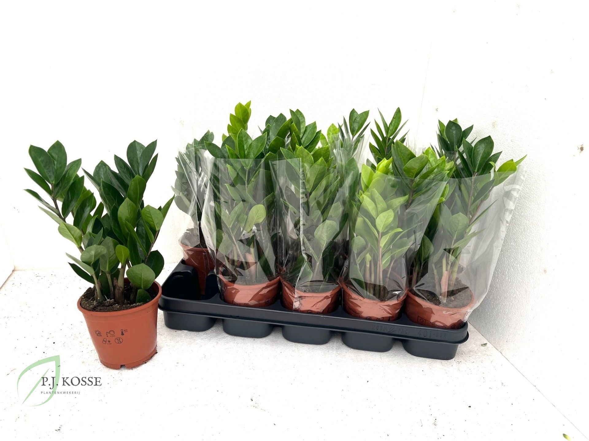 Zamio Zamiifolia 12P 35H 4TAK