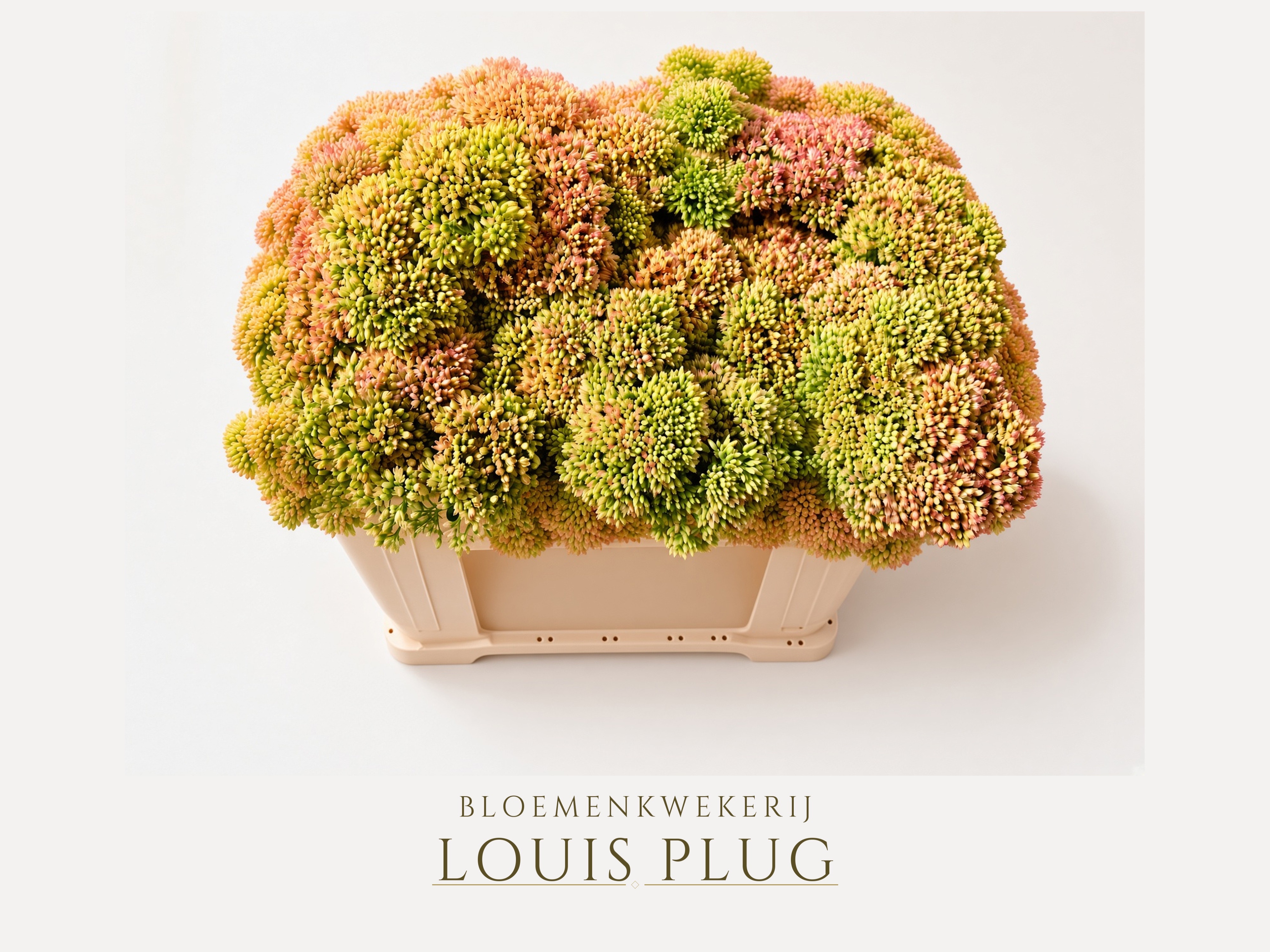 Sedum Spectabile