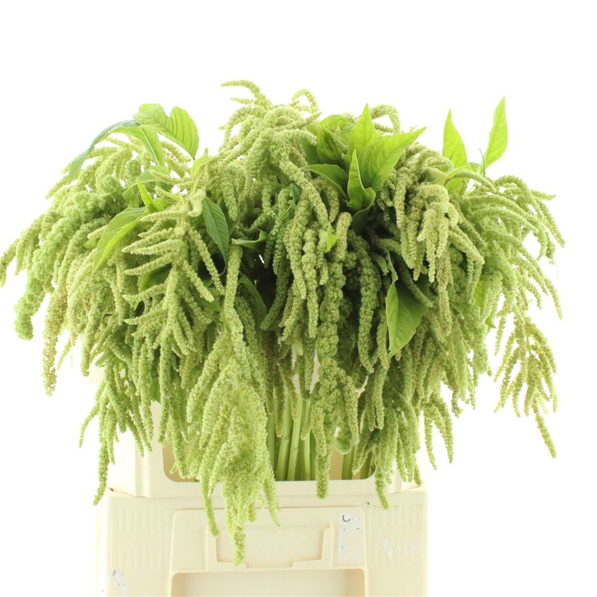 Amaranthus Riham 70cm