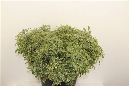Pittosporum Ov