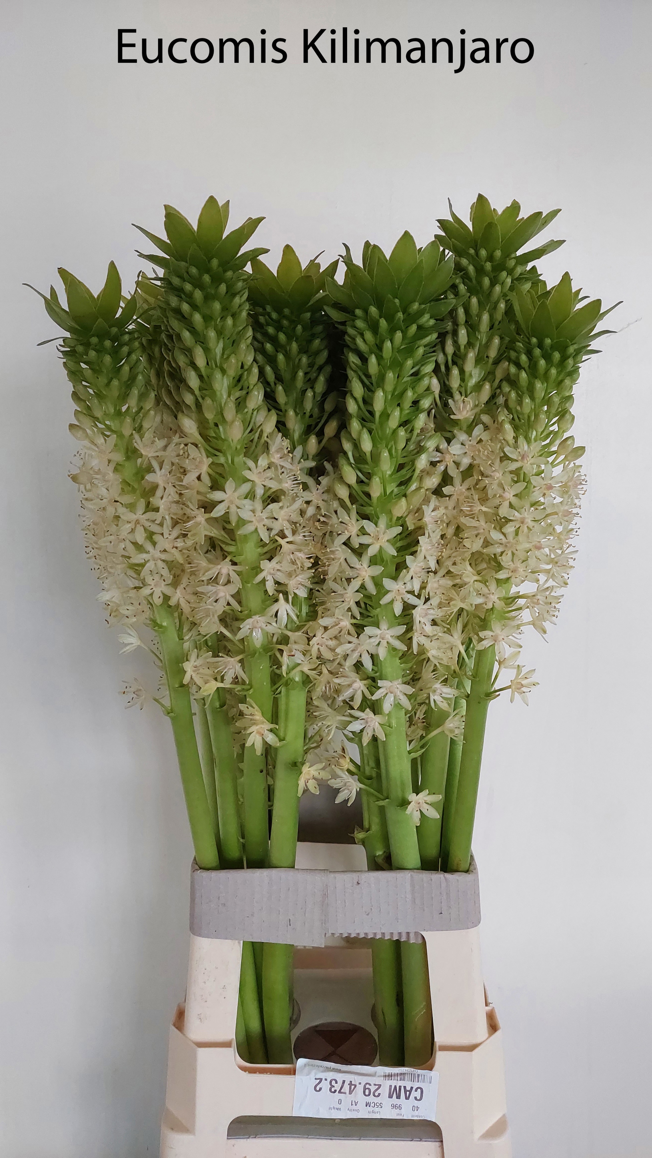 Eucomis Ov