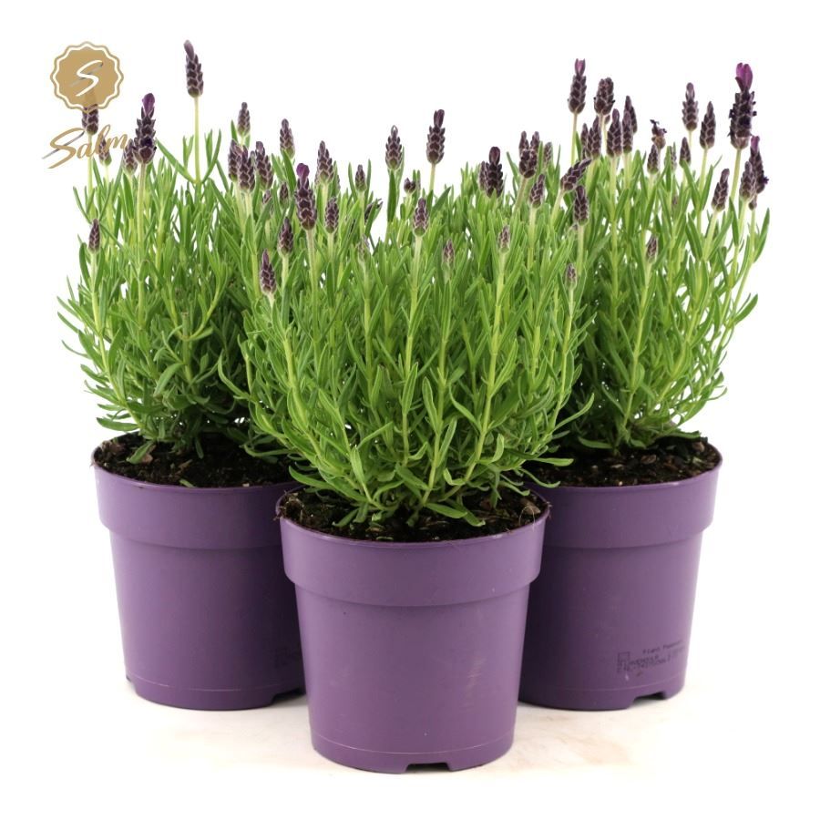 Picture of Lavandula st. 'Anouk'® Collection P12