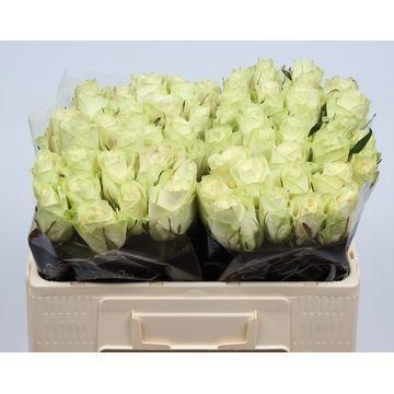 Rosa Athena 50cm