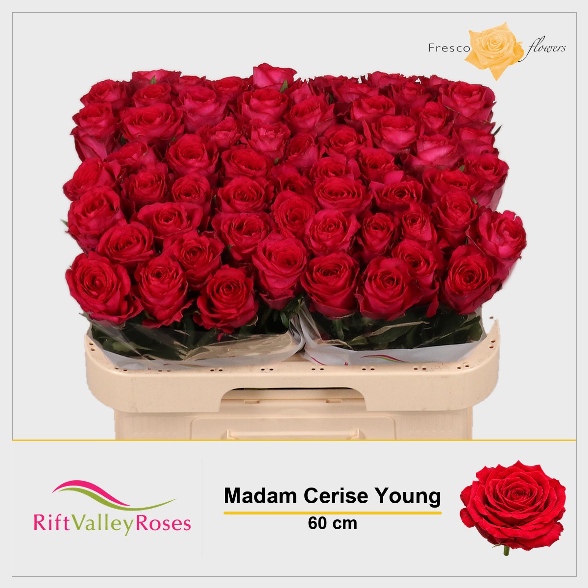 Rosa Madam Cerise 60cm