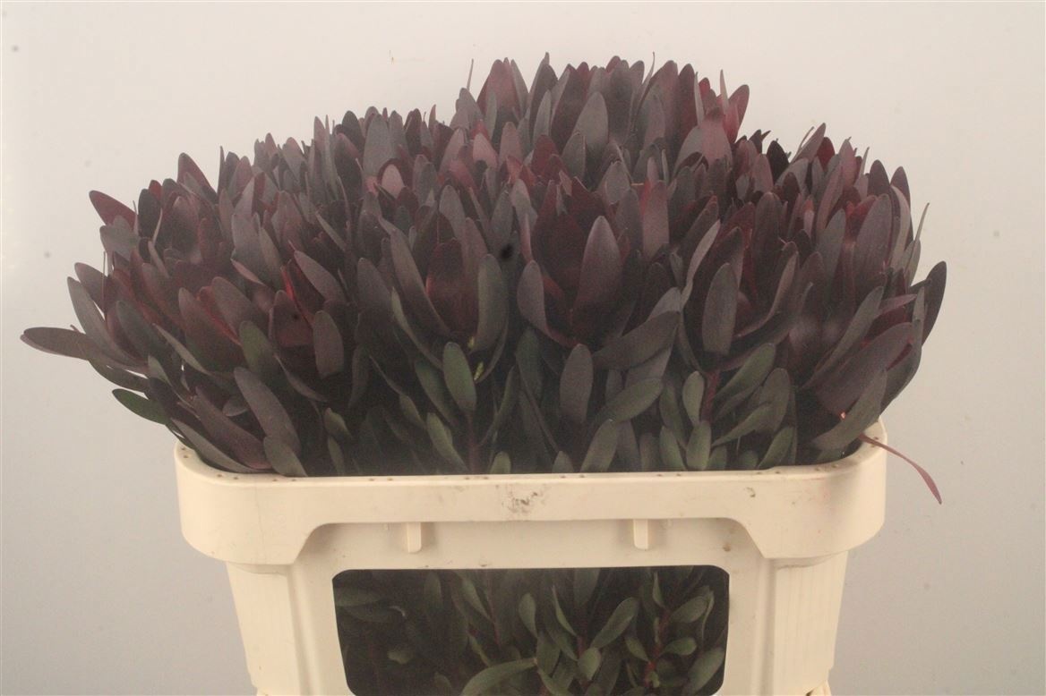 Leucadendron Safari Sunset 70cm