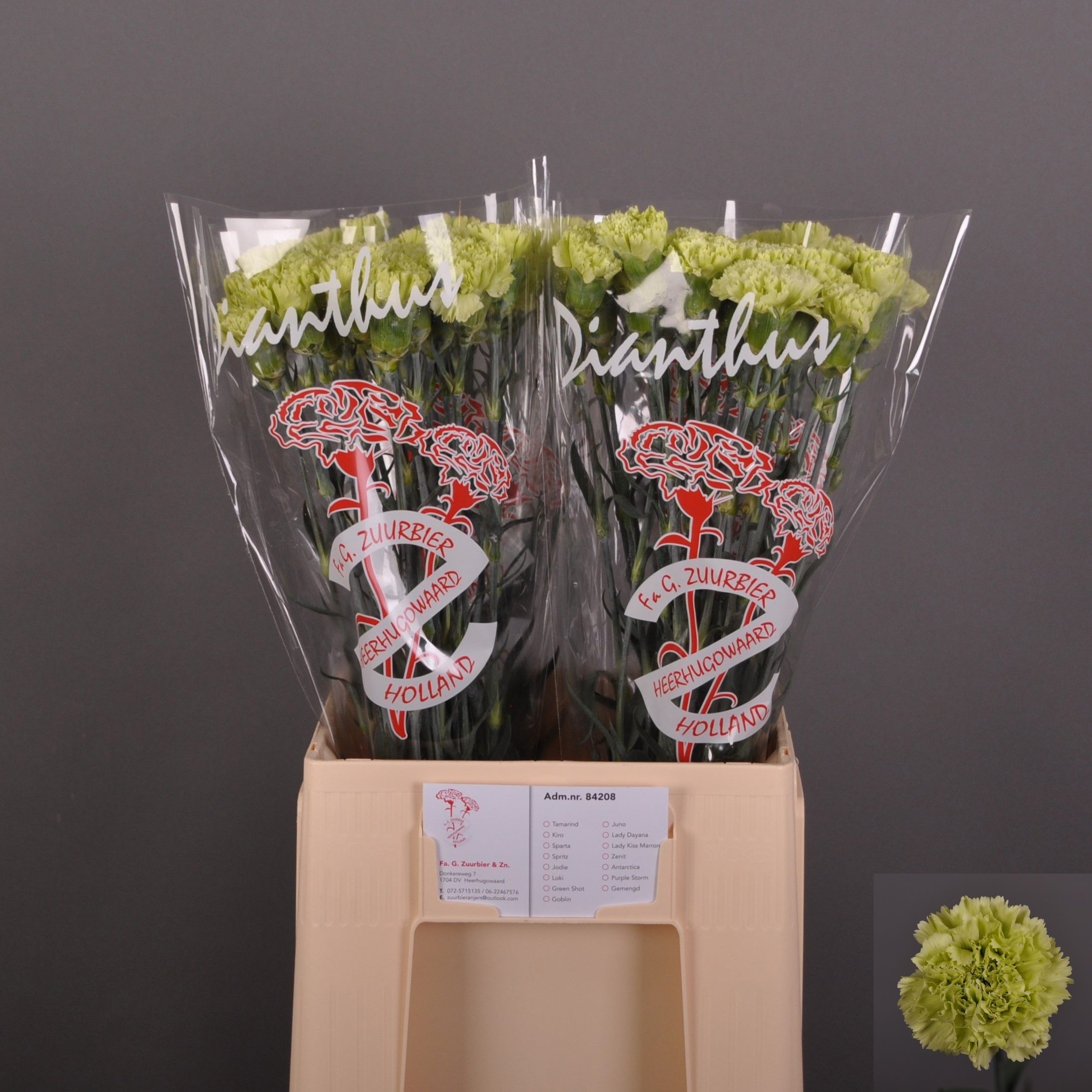 Dianthus St Goblin 60cm