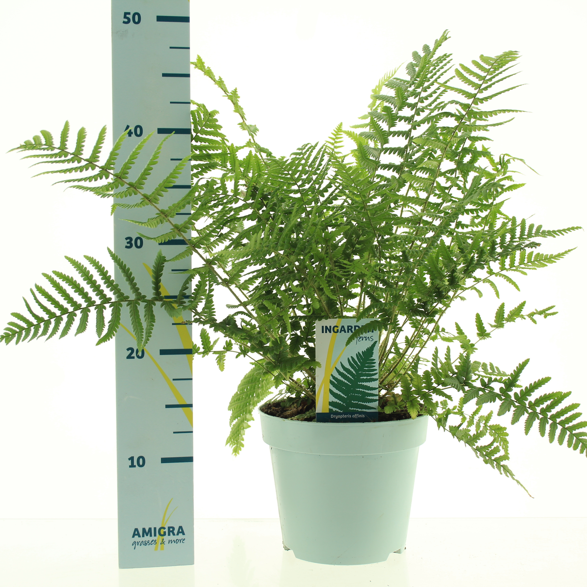 Picture of Dryopteris affinis P17 (2 Ltr)