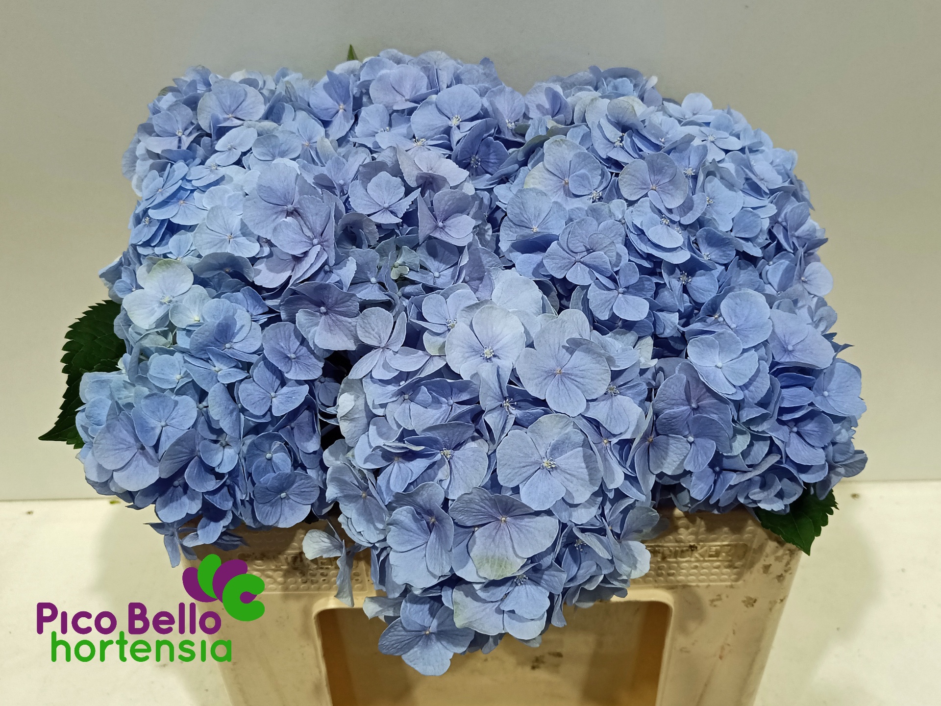 Hydrangea Verena Blue 50cm 16Ø