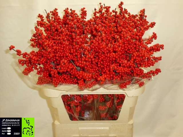 Ilex Verticlilata 80cm