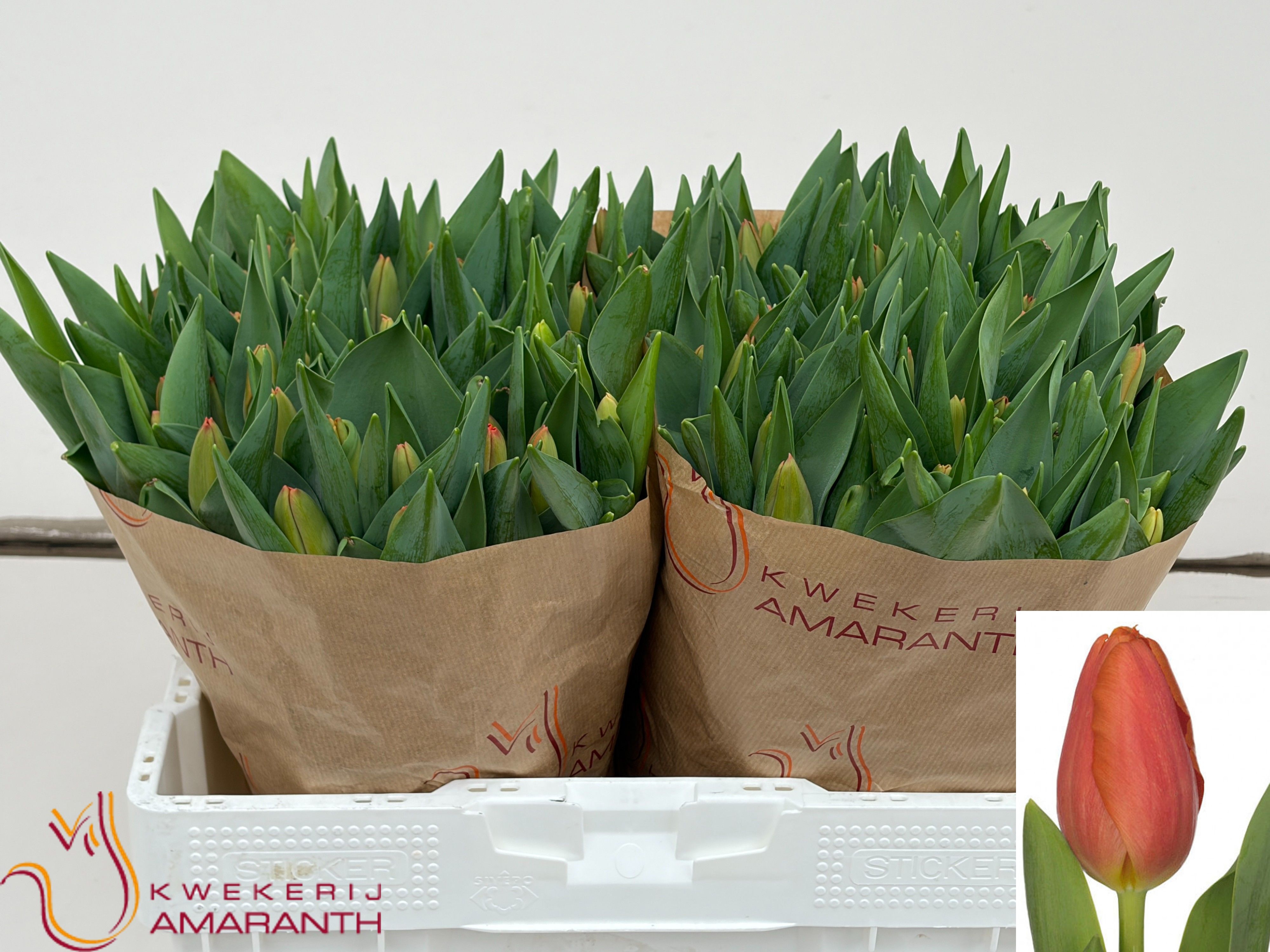 Tulipa Time Out 38cm 42gram