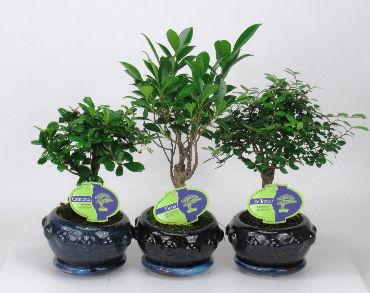 Picture of Bonsai mix indoor, 13 cm broom, with drip tray P13 25CM