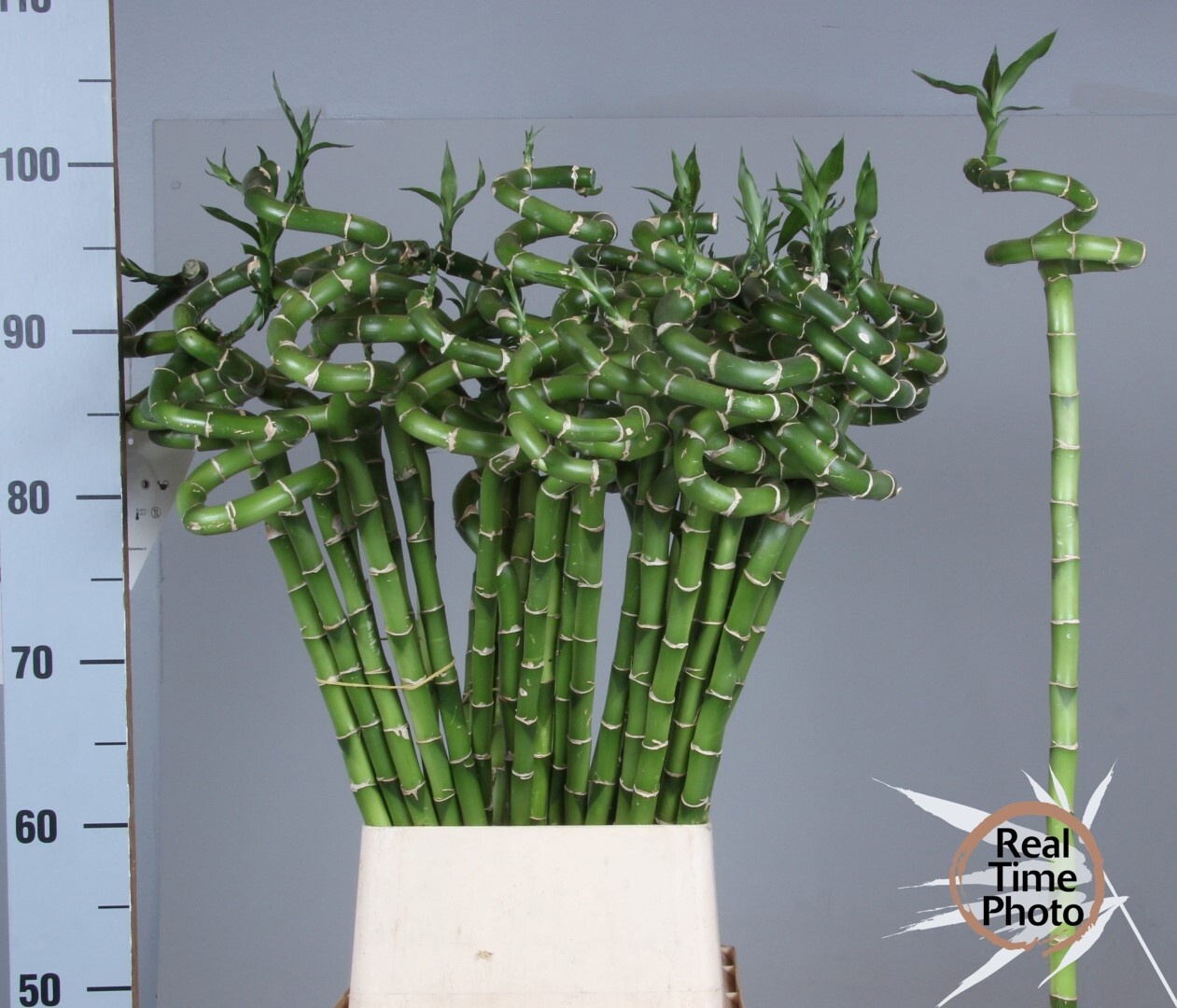 Drac S Lucky Bamboo
