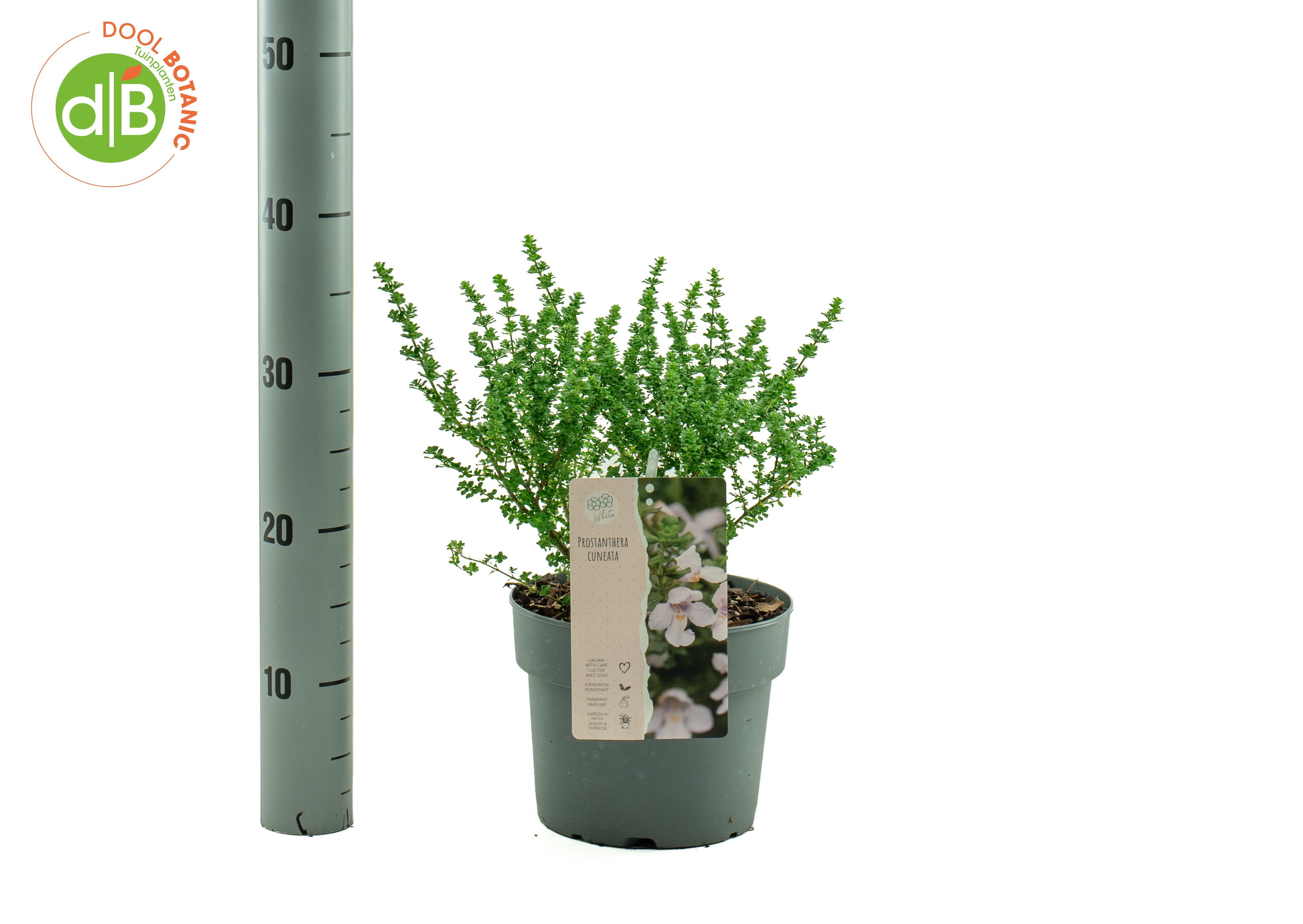 Prostanthera Prostanthera