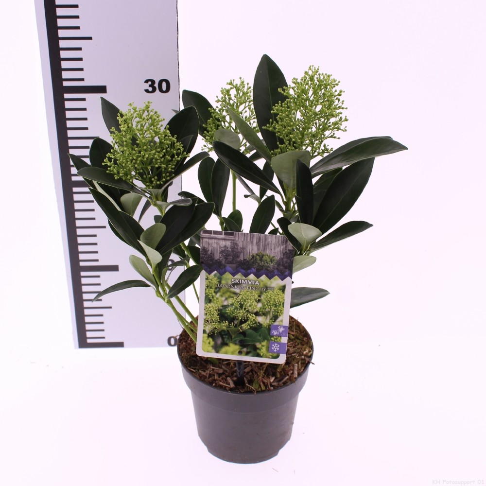 Picture of Skimmia jap. 'Finchy'