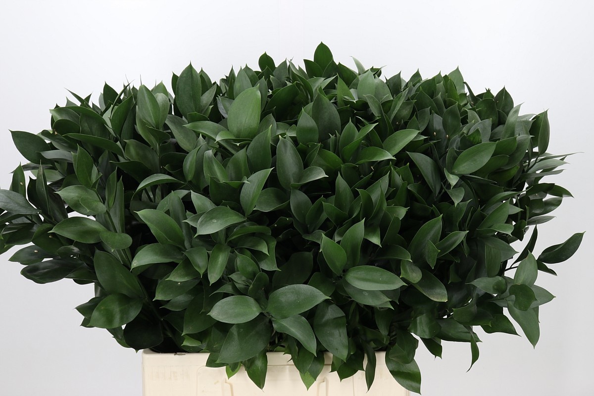 Ruscus Hypophyllum 70L.cm