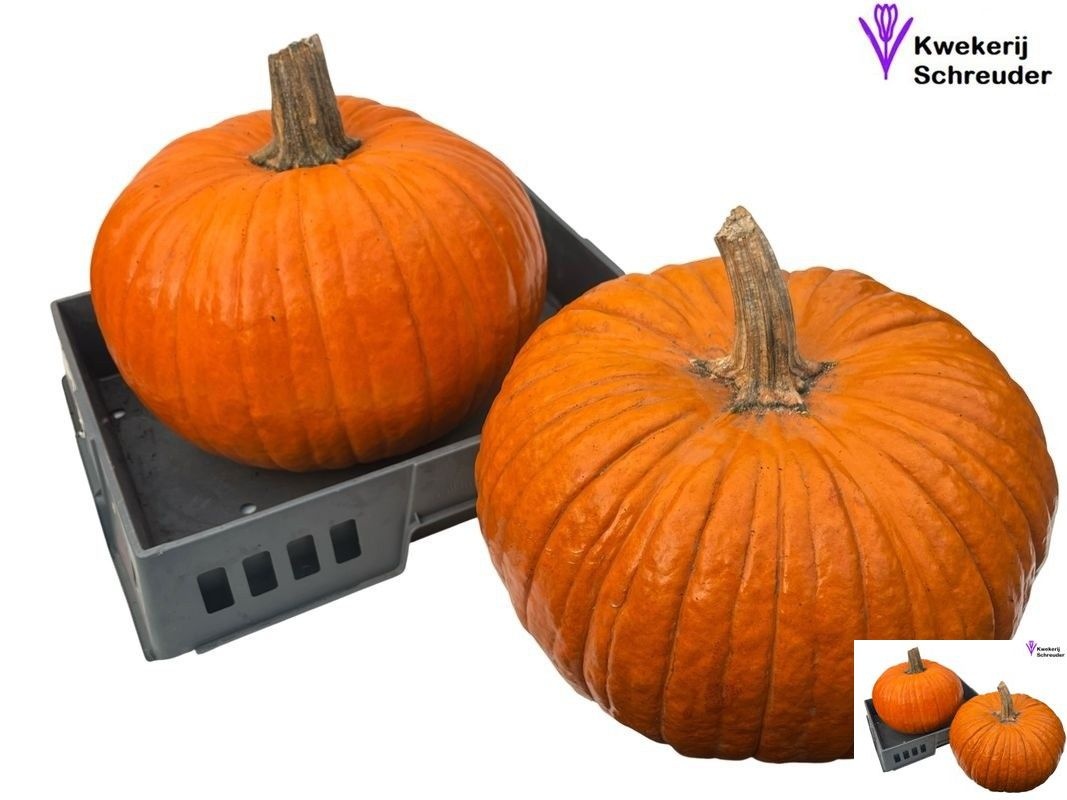 Cuc Halloween