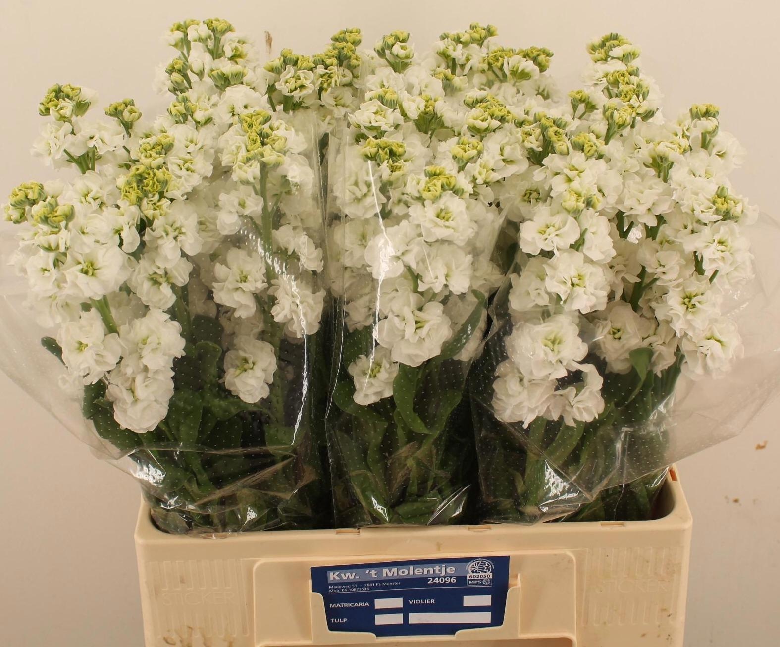 Matth Stox White