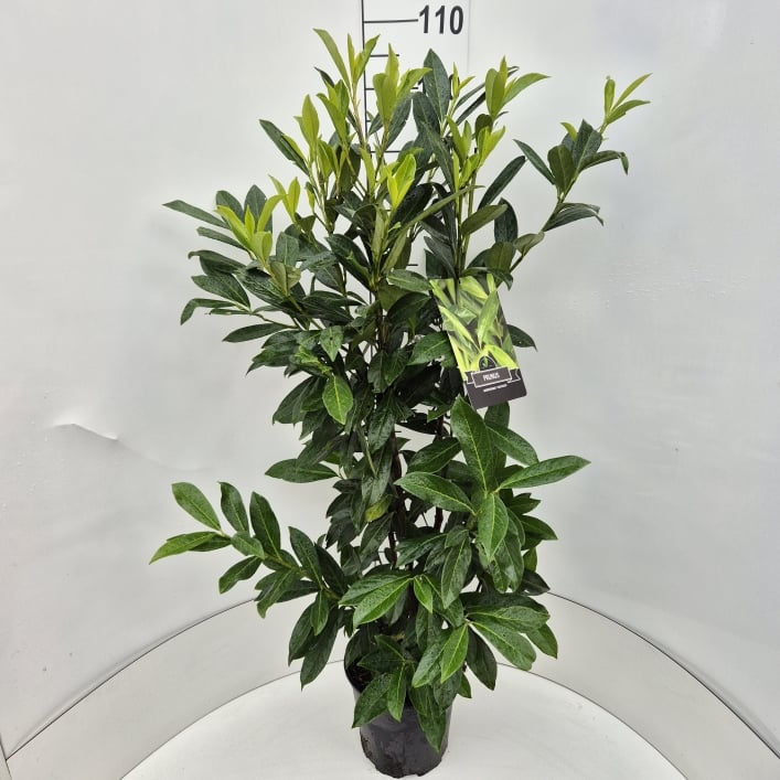 Picture of Prunus l. Caucasica P23 (5 Ltr)