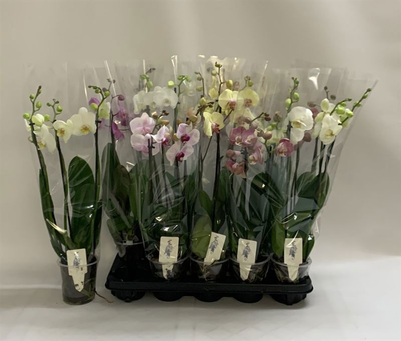 Phalaenopsis Asst 12Ø 60cm
