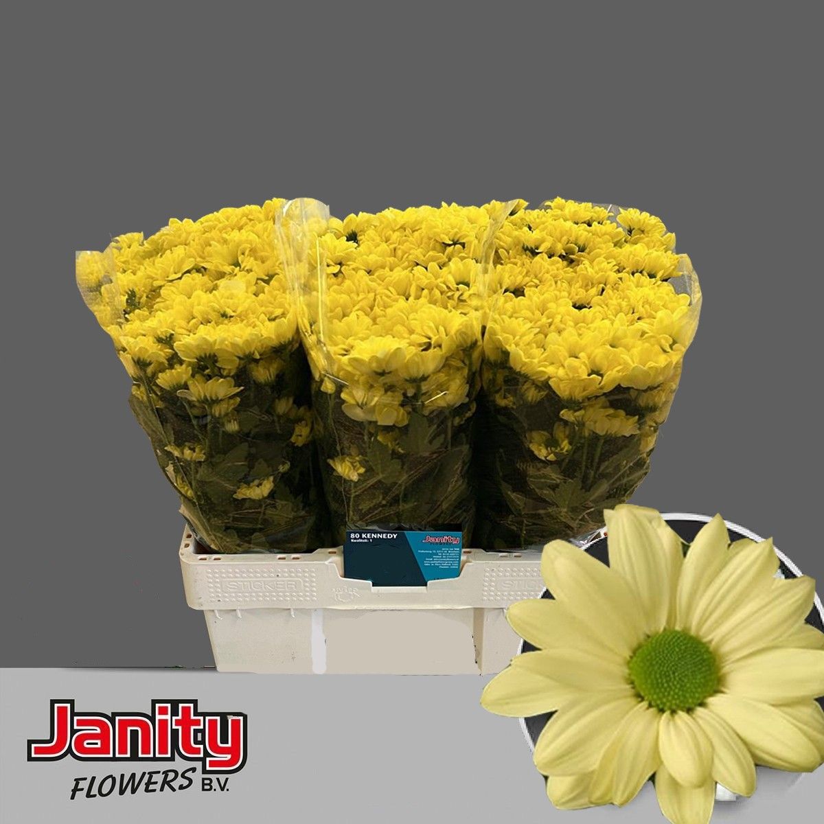 Chrys Spray Kennedy Cream 50gram