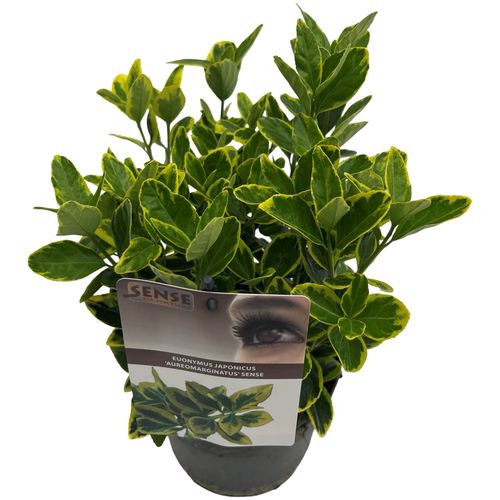 Euonymus jap. 'Aureomarginatus' sense  p17 Asra