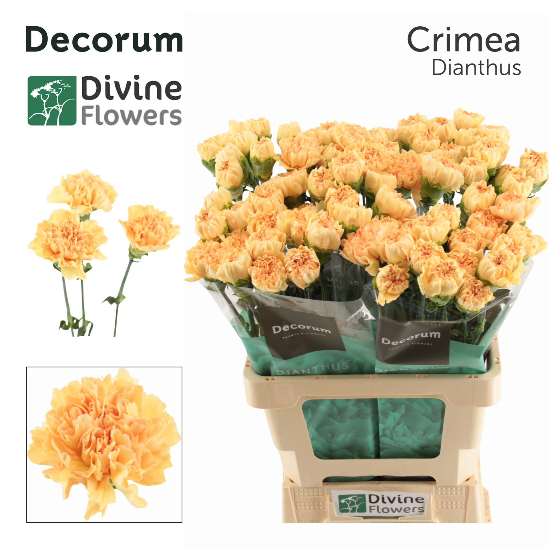 Di St Crimea