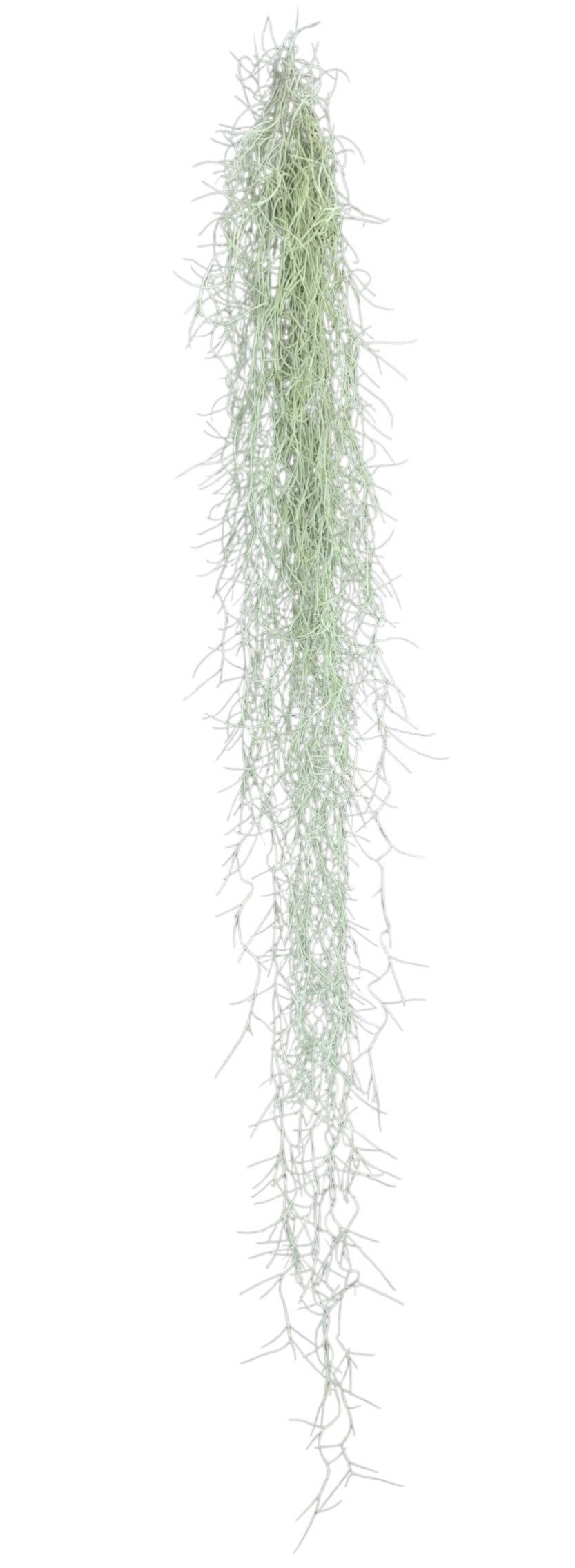 Till Usneoides