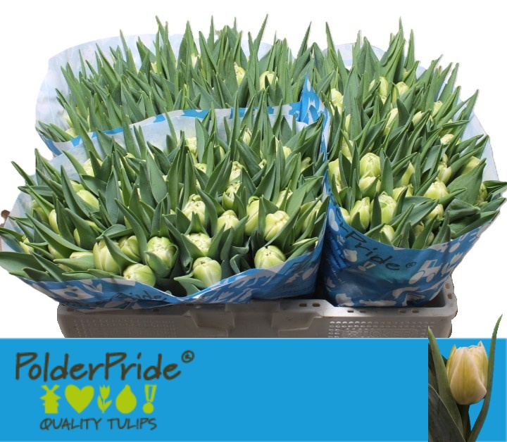 Tulipa Double Avant Garde 38cm 36gram