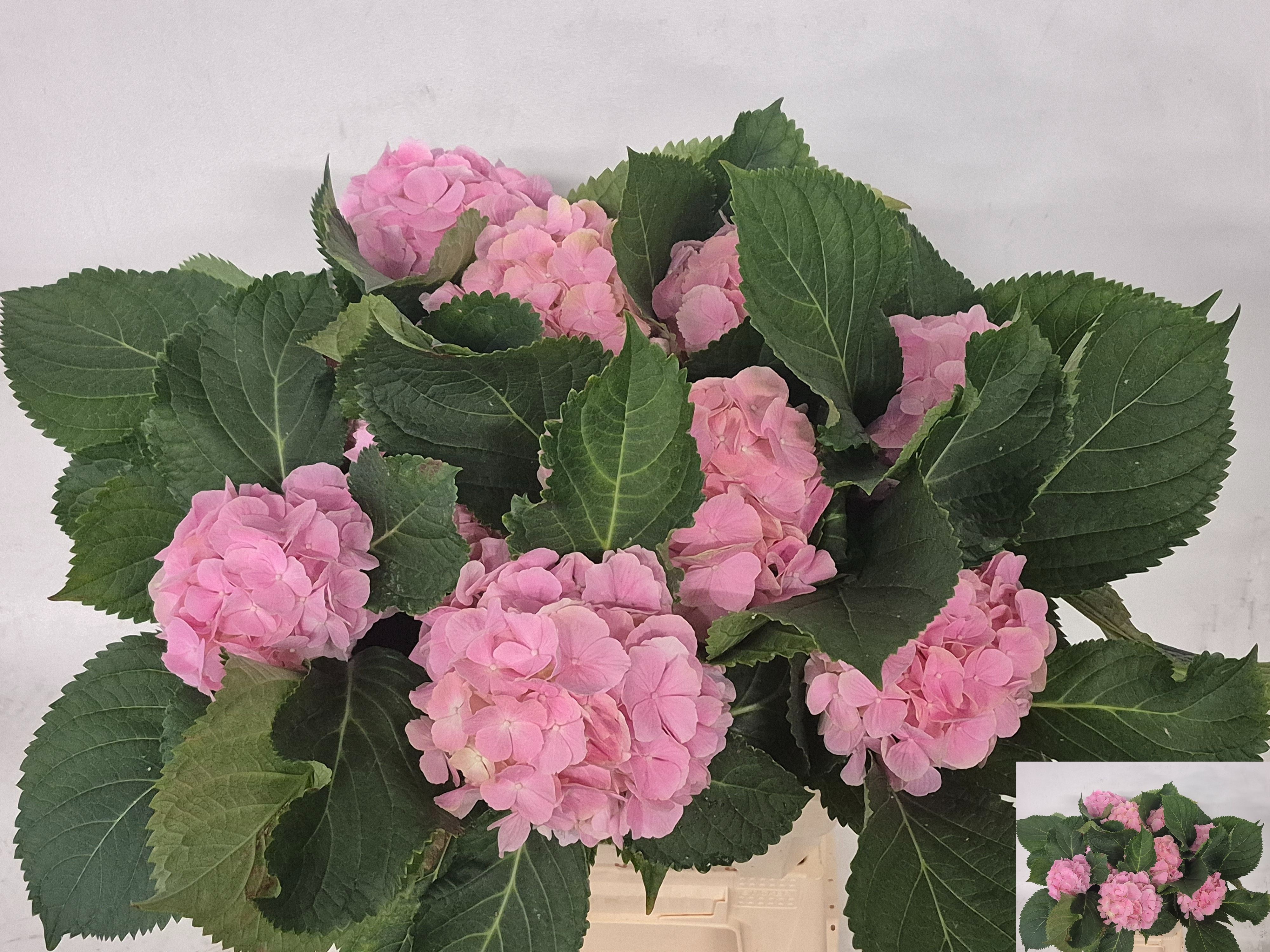 Hydrangea Verena Light Pink 60cm 17Ø