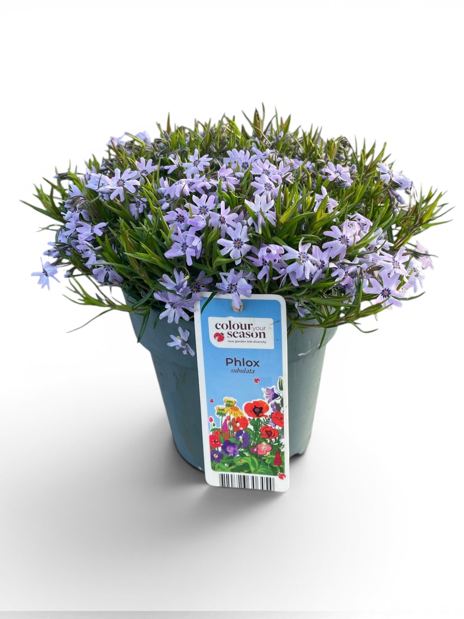 Phlox Subulata Fabulous Blue