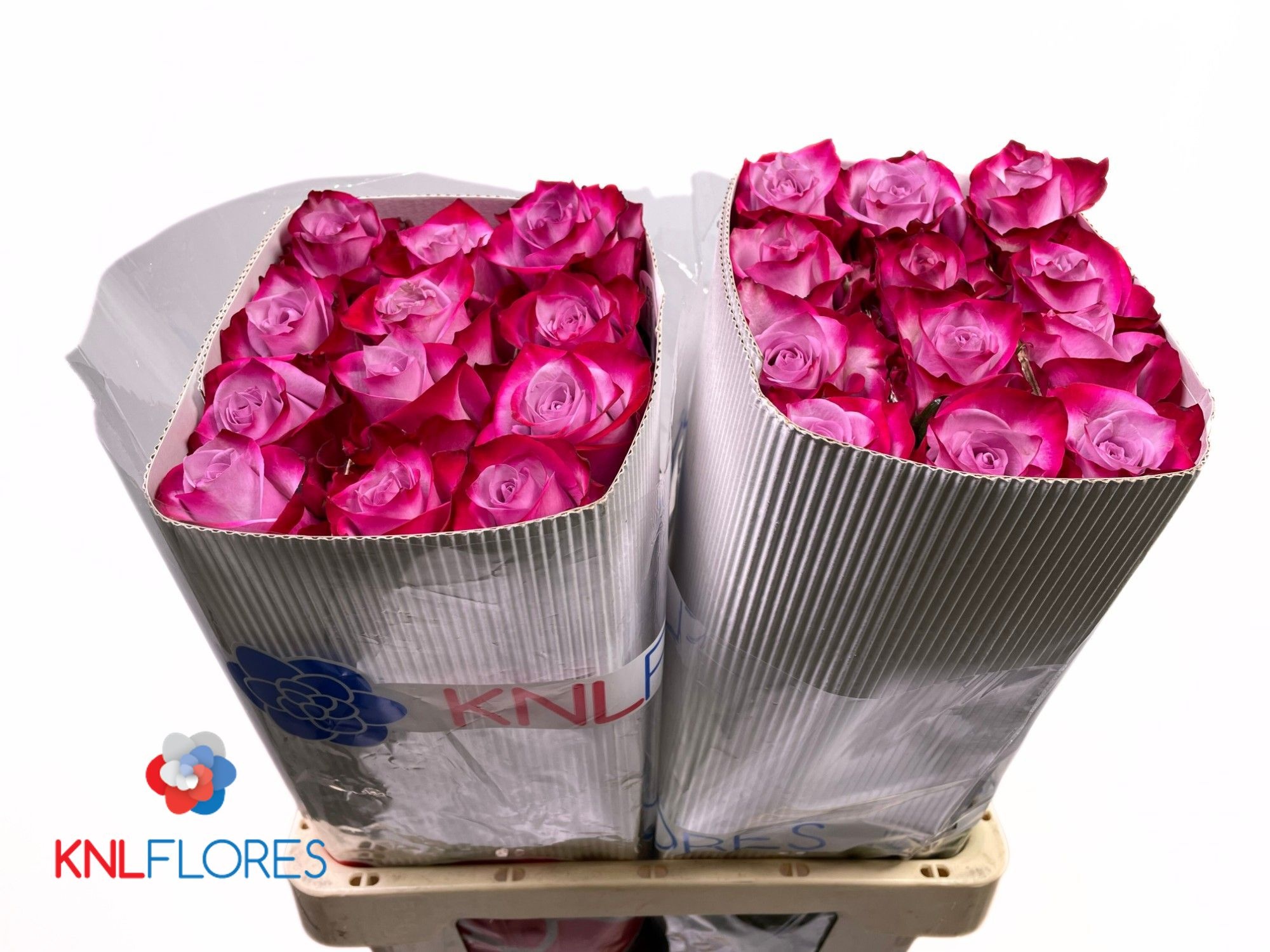 Rosa Deep Purple 60cm