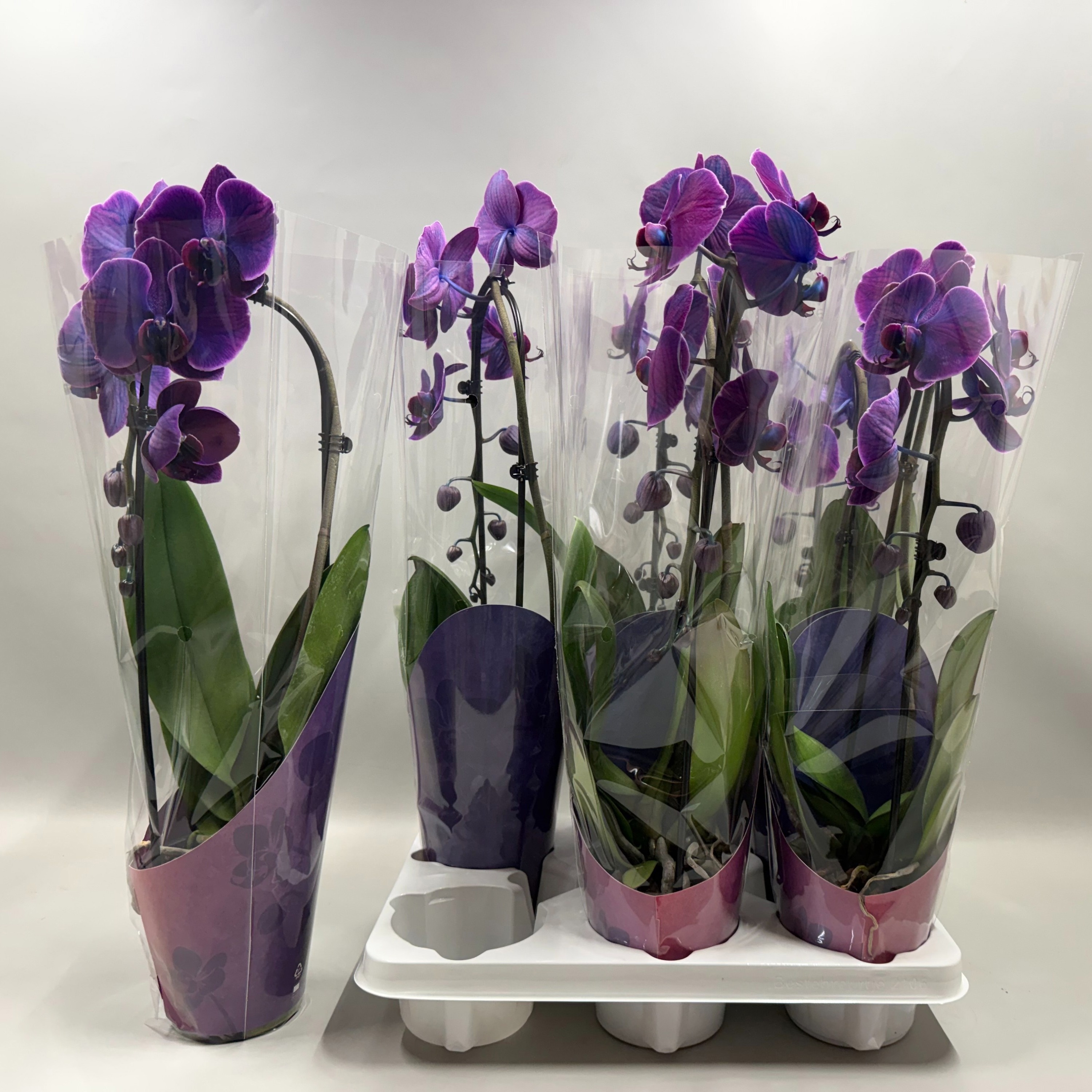 Phal El Cascade 12Ø 45cm