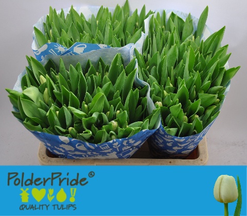 Tulipa Antarctica 42cm 40gram