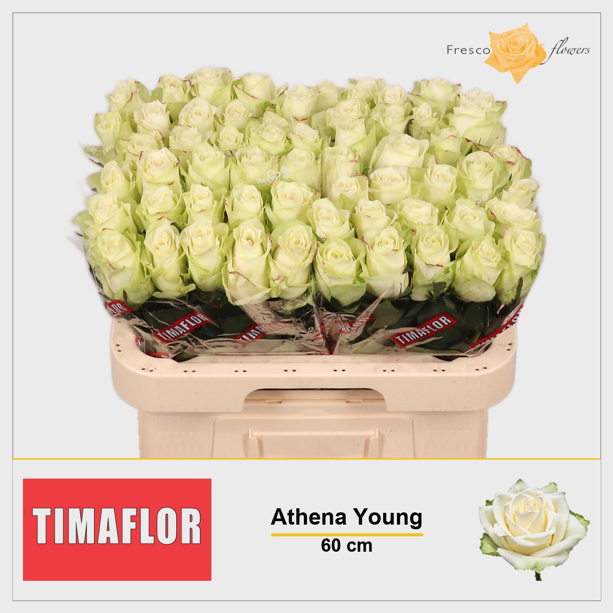 Rosa Athena 60cm