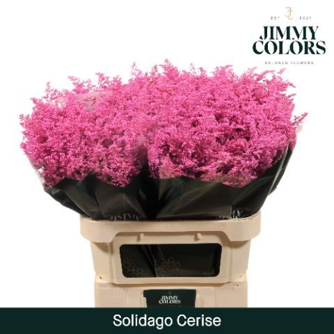 Solidago L80 Cerise